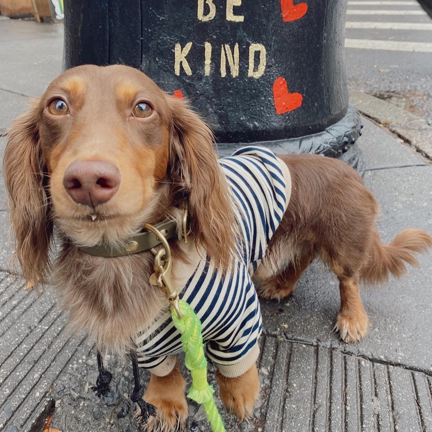 Striped hoodie for small dogs