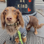 Load image into Gallery viewer, Striped hoodie for small dogs
