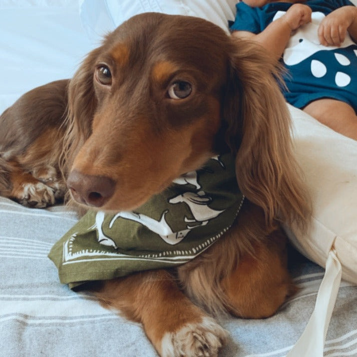 Doxie Bandana