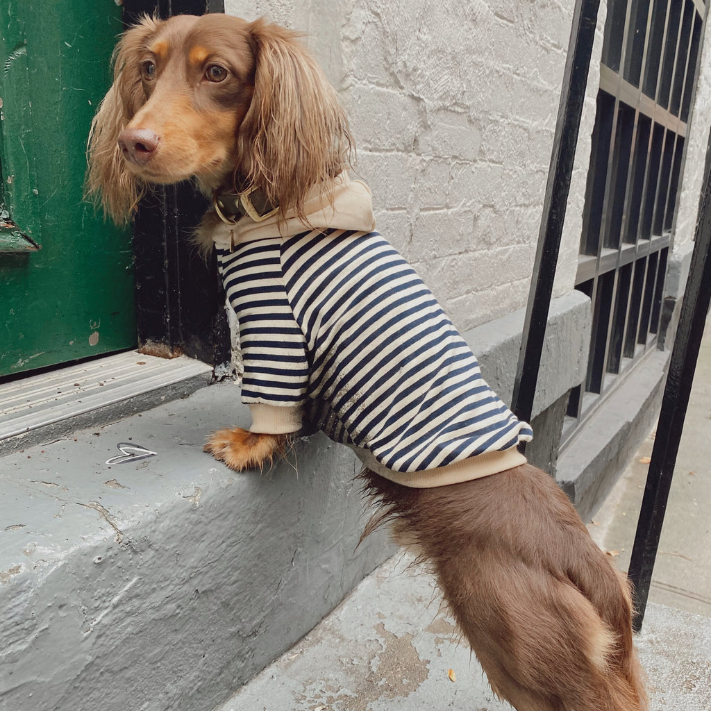 French Striped Hoodie for dog 