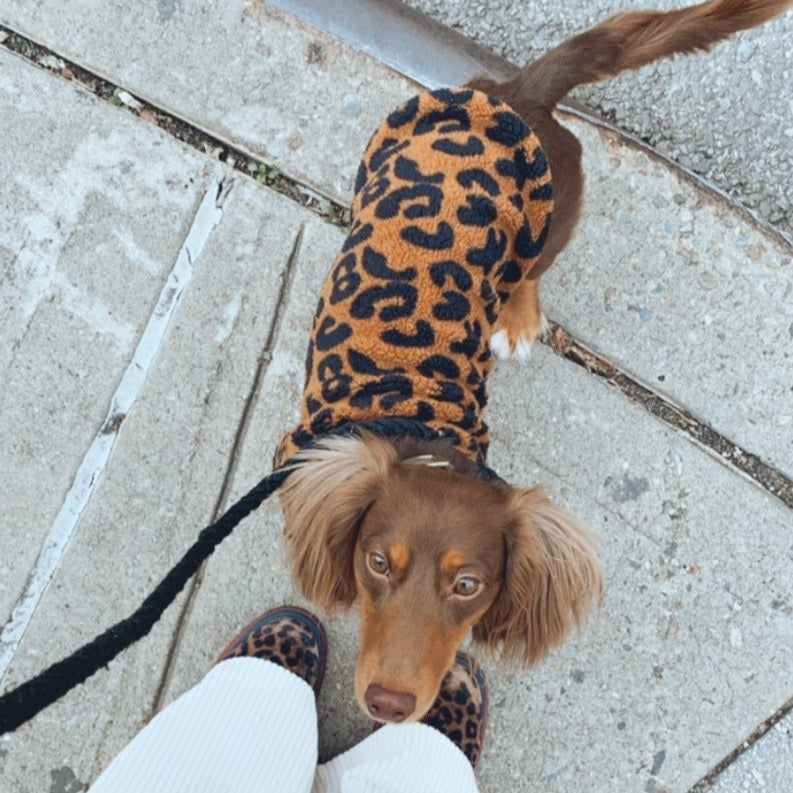 Match Leopard Sweater for dogs